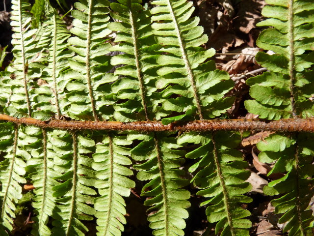 Dryopteris écailleux - Dryopteris affinis (2)