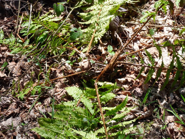 Dryopteris écailleux - Dryopteris affinis