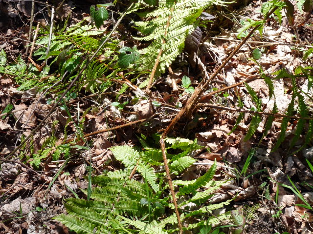 Dryopteris écailleux - Dryopteris affinis