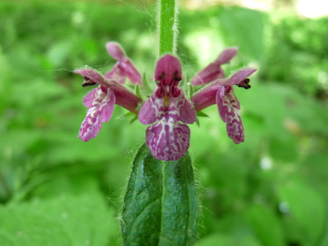 Epiaire des bois - Stachys sylvatica (2)