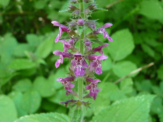 Epiaire des bois - Stachys sylvatica