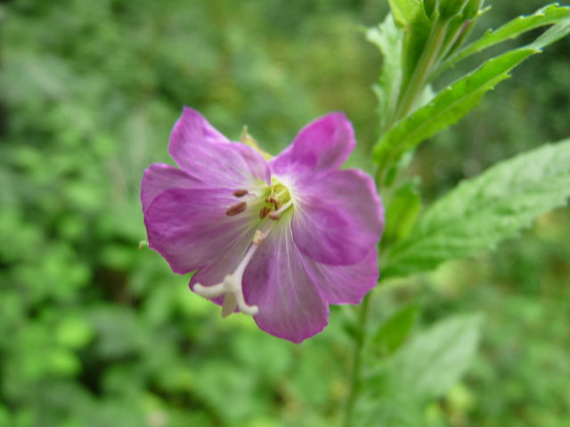 Épilobe à grandes fleurs - Epilobium hirsutum (2)