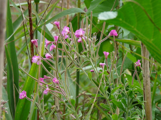 Épilobe à grandes fleurs - Epilobium hirsutum