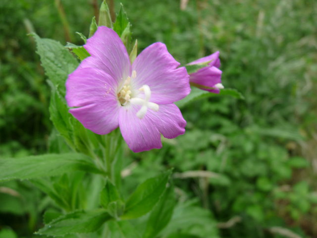 Epilobe hérissé - Epilobium hirsutum