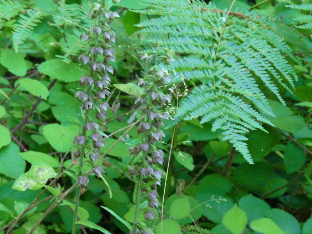 Épipactis à larges feuilles - Epipactis helleborine