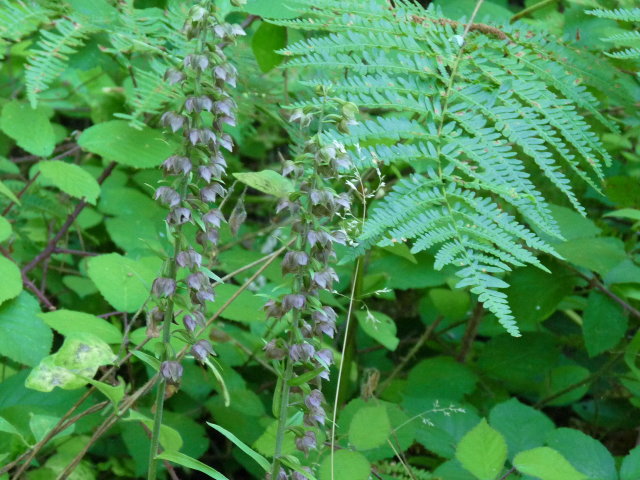 Épipactis à larges feuilles - Epipactis helleborine