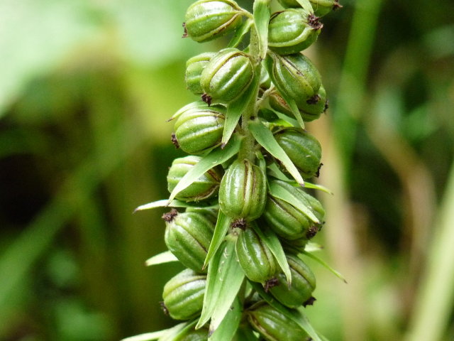 Épipactis à larges feuilles - Epipactis helleborine (2)