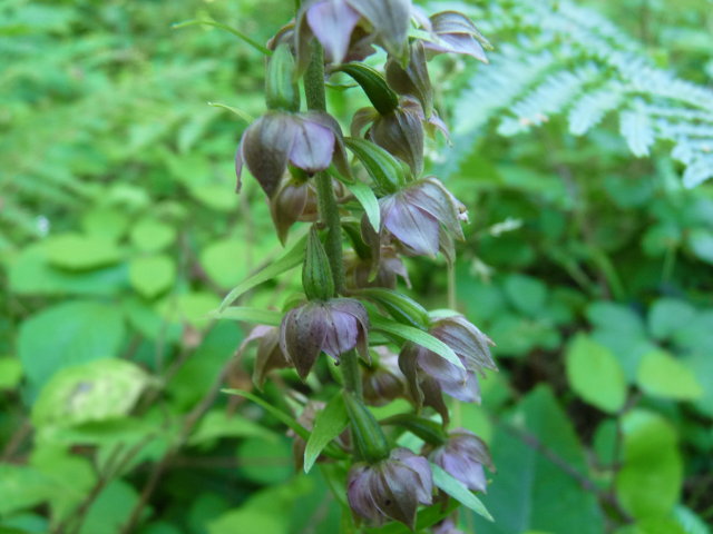 Epipactis à larges feuilles - Epipactis helleborine