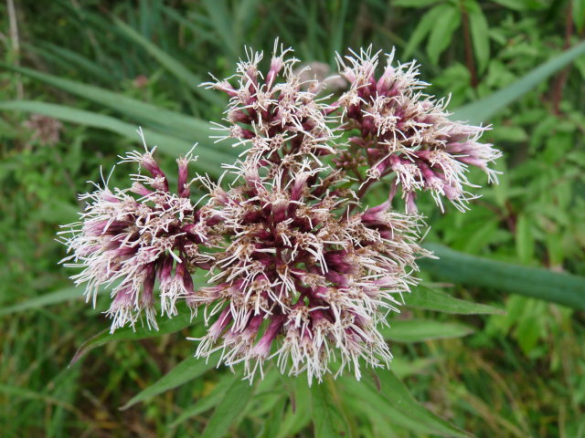 Eupatoire chanvrine - Eupatorium cannabinum