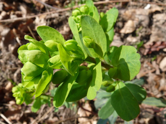 Euphorbe à feuilles d'Amandier - Euphorbia amygdaloides (2)