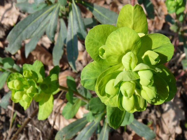 Euphorbe à feuilles d'Amandier - Euphorbia amygdaloides