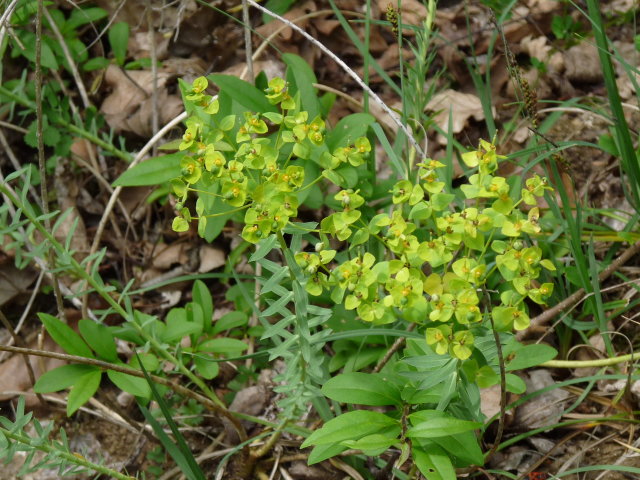 Euphorbe de Séguier - Euphorbia seguieriana (2)