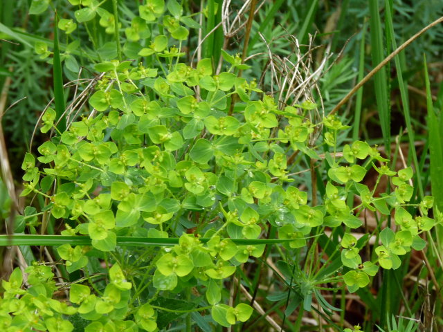 Euphorbe de Séguier - Euphorbia seguieriana