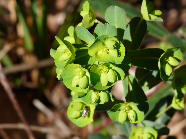 Euphorbe des bois - Euphorbia amygdaloides