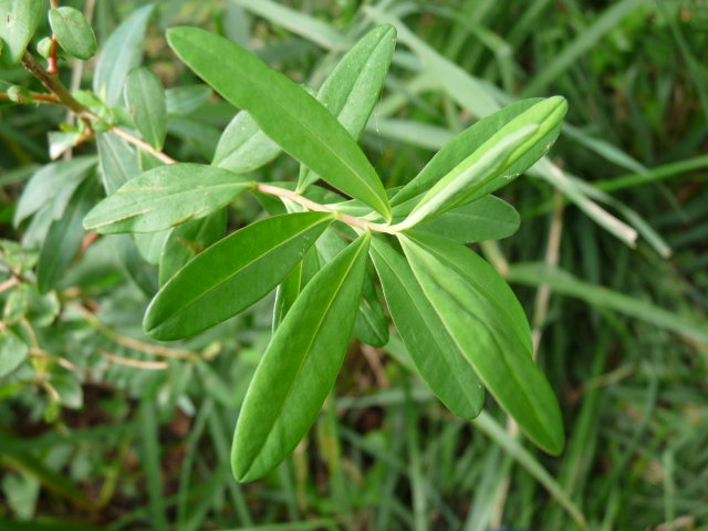 Euphorbe des marais - Euphorbia palustris