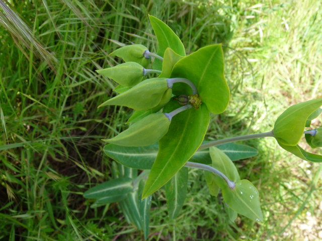 Euphorbe épurge - Euphorbia lathyris (2)
