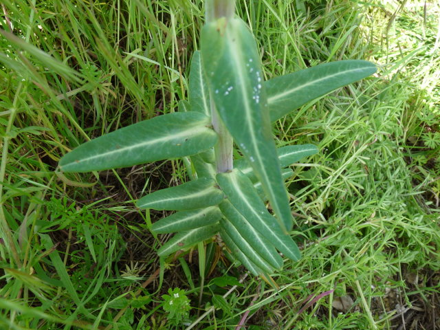 Euphorbe épurge - Euphorbia lathyris (3)