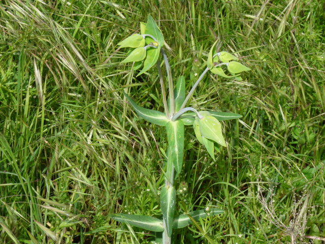 Euphorbe épurge - Euphorbia lathyris