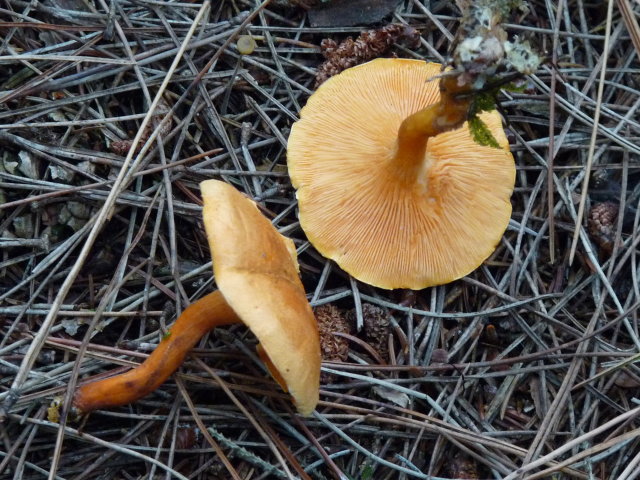 Fausse chanterelle - Hygrophoropsis aurantiaca