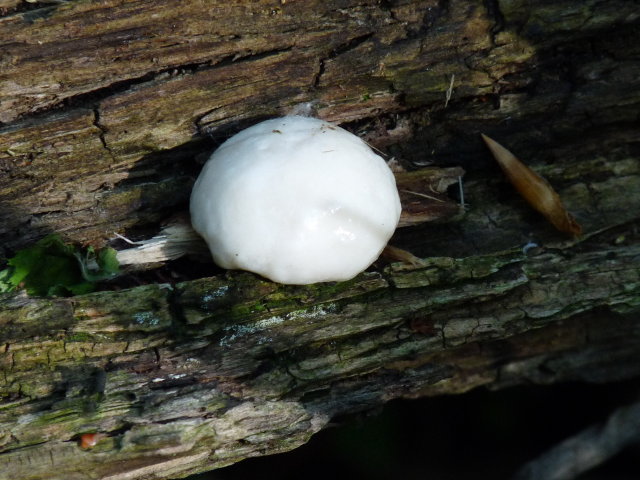 Fausse vesse de loup - Reticularia lycoperdon