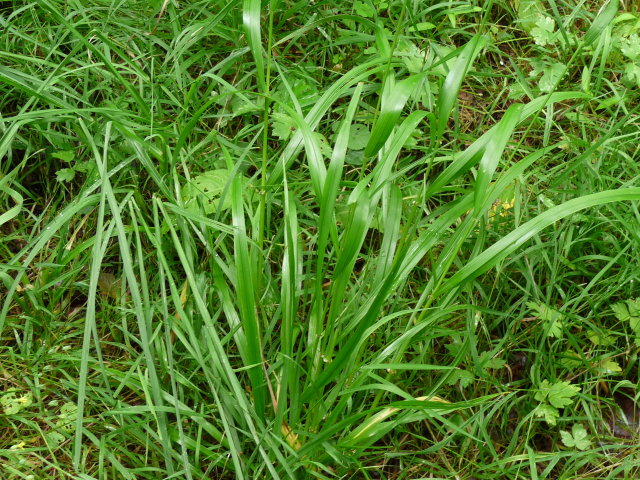 Fétuque à larges feuilles - Festuca gigantea