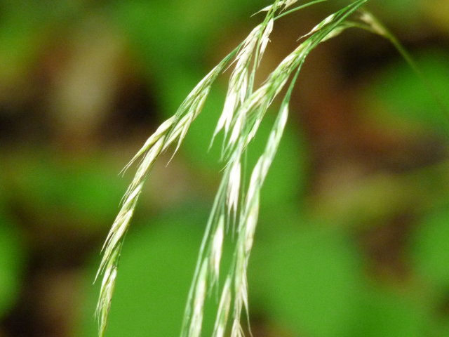 Fétuque hétérophylle -  Festuca heterophylla