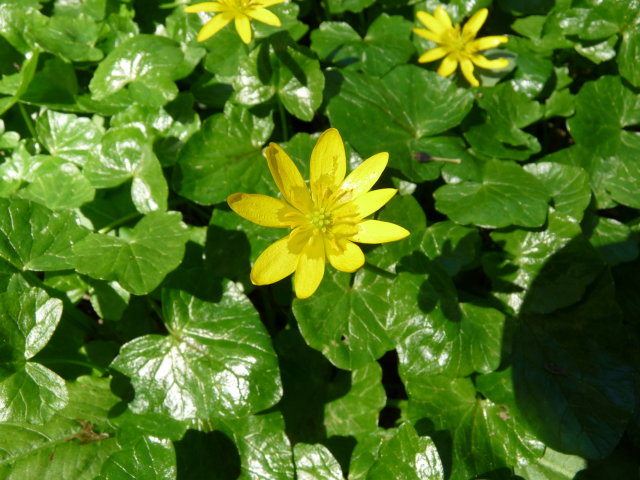 Ficaire fausse-renoncule - Ficaria ranunculoides