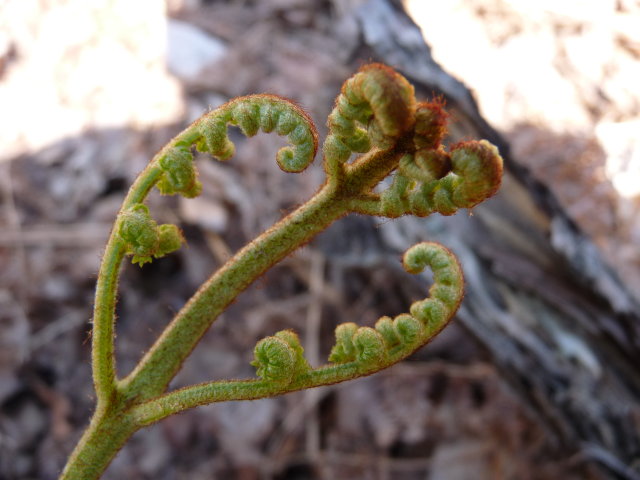 Fougère aigle - Pteridium aquilinum (2)