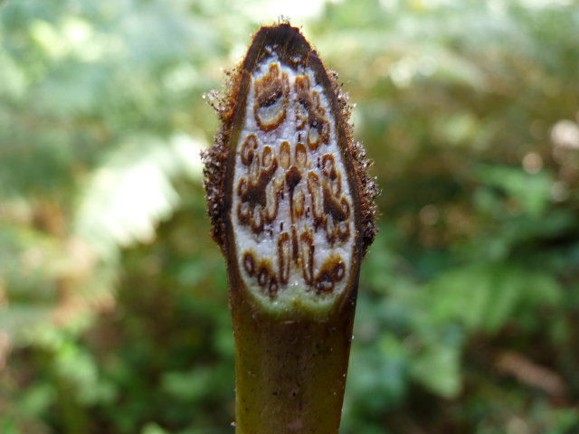 Fougère aigle - Pteridium aquilinum