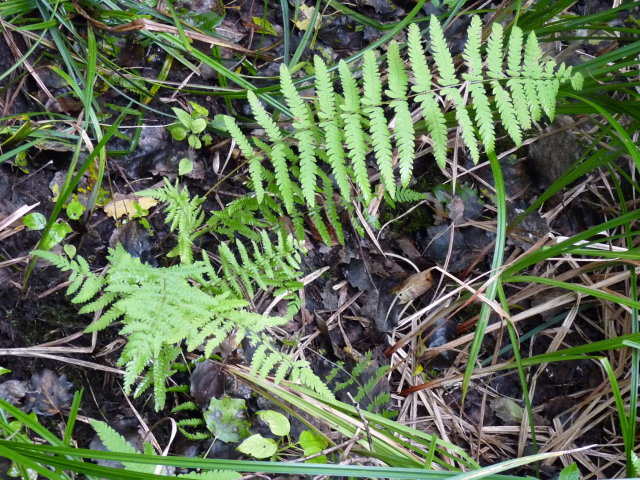 Fougère des marais - Thelypteris palustris