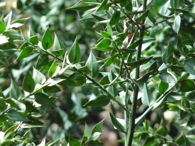 Fragon Petit-houx - Ruscus aculeatus (2)