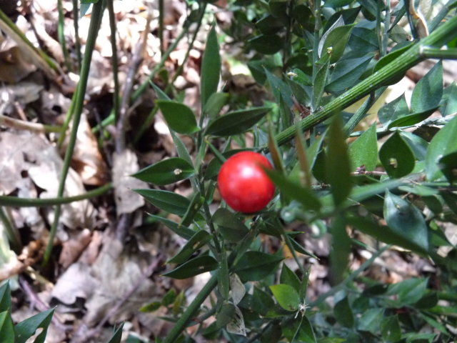 Fragon Petit-houx - Ruscus aculeatus