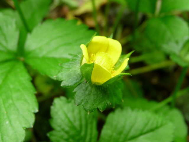 Fraisier des Indes - Duchesnea indica (2)