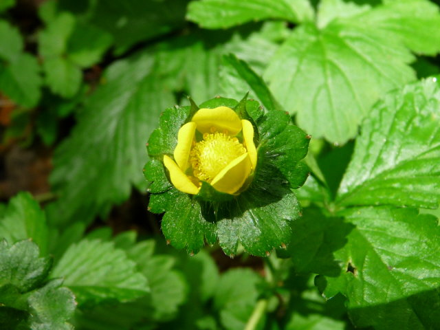 Fraisier des Indes - Duchesnea indica