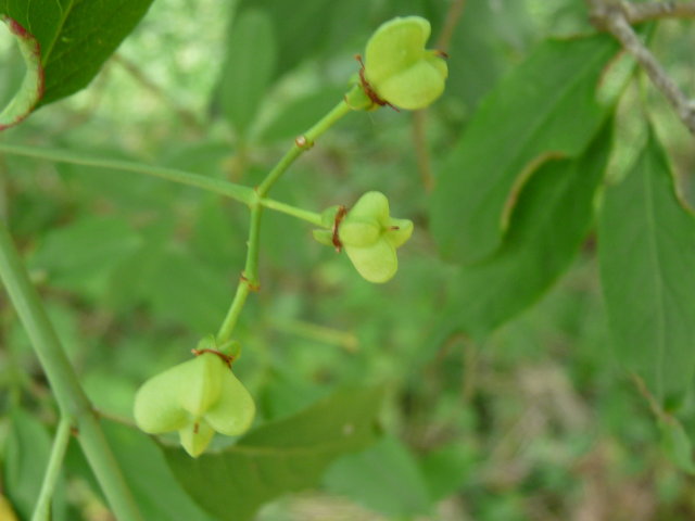 Fusain d'Europe - Euonymus europaeus (2)