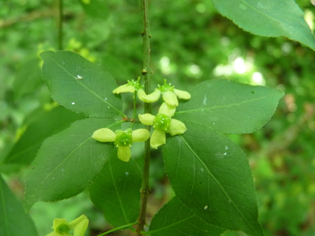 Fusain d'Europe - Euonymus europaeus