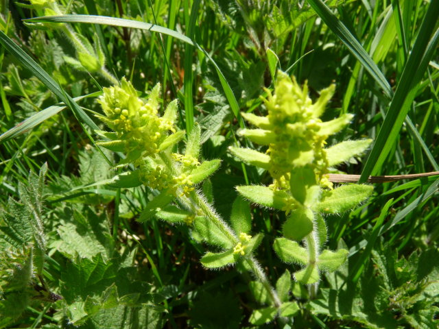 Gaillet croisette - Cruciata laevipes