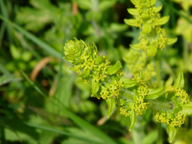 Gaillet croisette -  Cruciata laevipes (2)