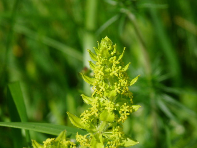 Gaillet croisette -  Cruciata laevipes