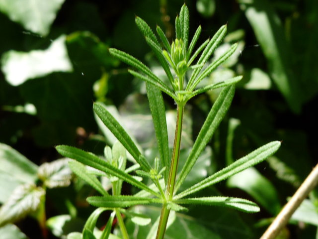 Gaillet gratteron - Galium aparine (2)