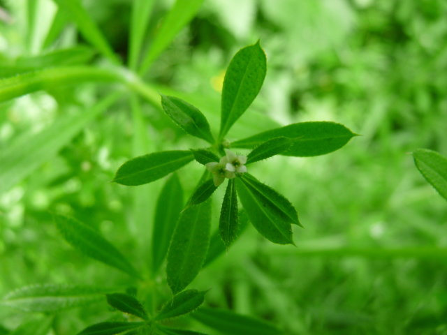 Gaillet gratteron - Galium aparine