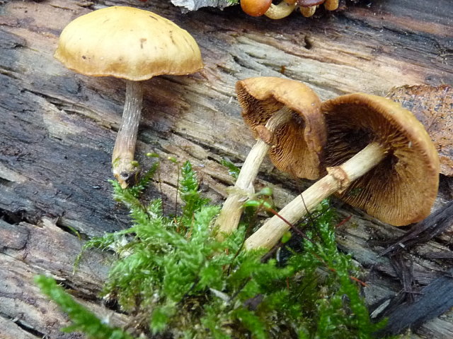 Galère marginée - Galerina marginata