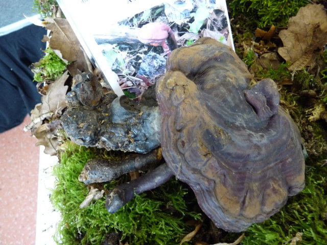 Ganoderme luisant - Ganoderma lucidum