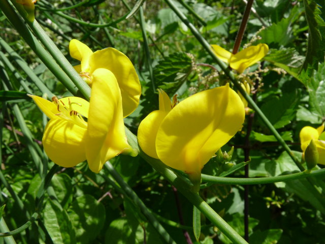 Genêt d'Espagne - Spartium junceum