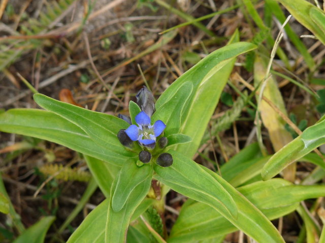 Gentiane croisette - Gentiana cruciata (2)