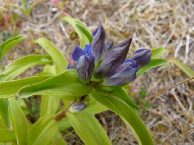 Gentiane croisette - Gentiana cruciata