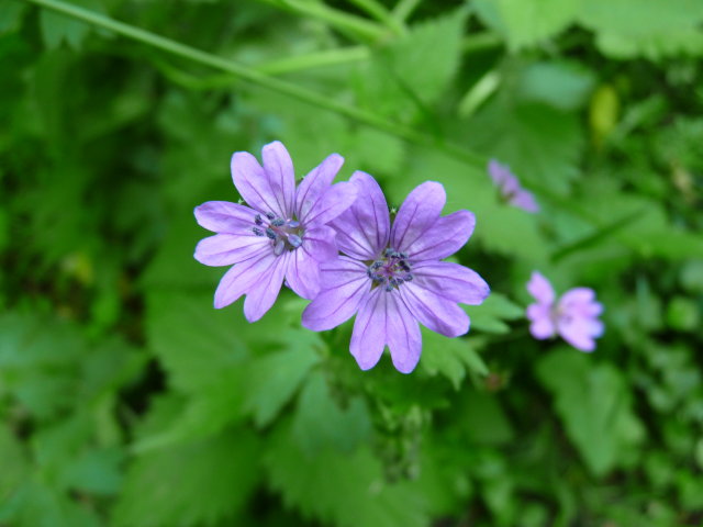 Géranium des Pyrénées - Geranium pyrenaicum