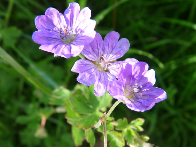 Géranium des Pyrénées -  Geranium pyrenaicum