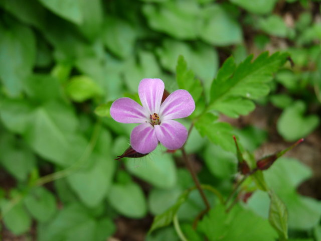 Géranium herbe à Robert - Geranium robertianum