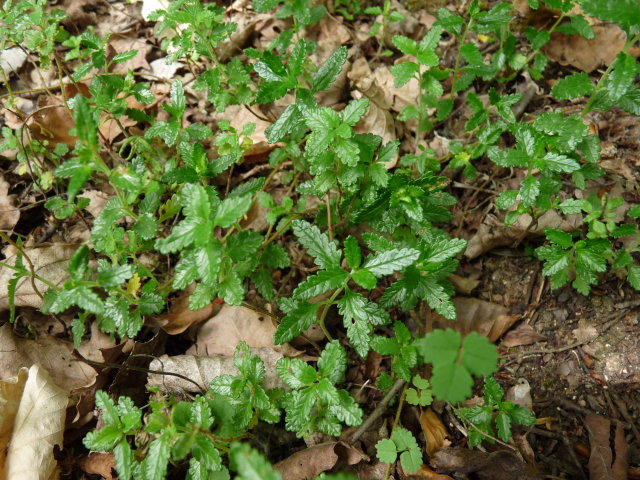 Germandrée petit chêne - Teucrium chamaedrys